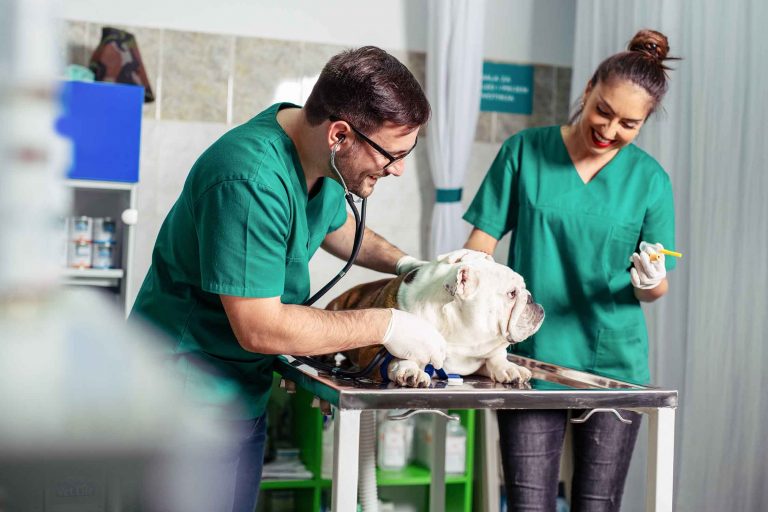veterinarian-training